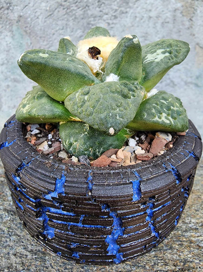 Ariocarpus retusus cv. Cauliflower