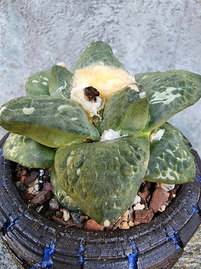 Ariocarpus retusus cv. Cauliflower