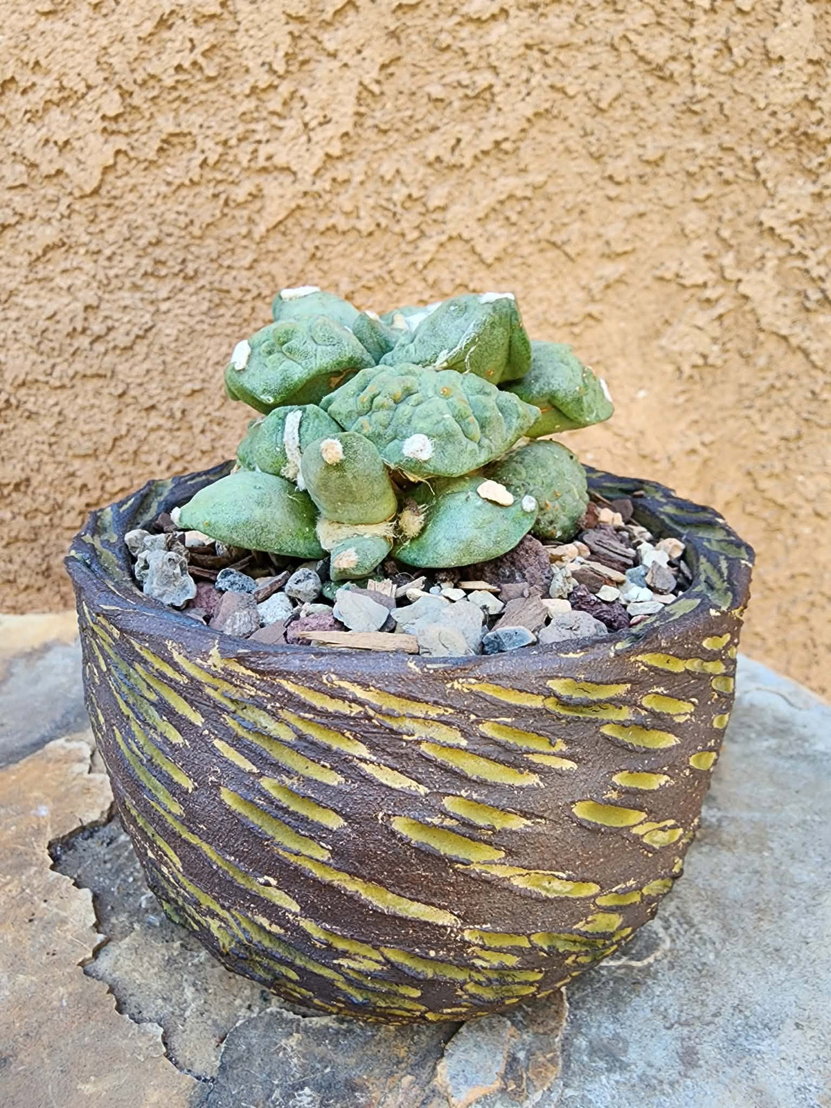 Ariocarpus retusus cv. Cauliflower