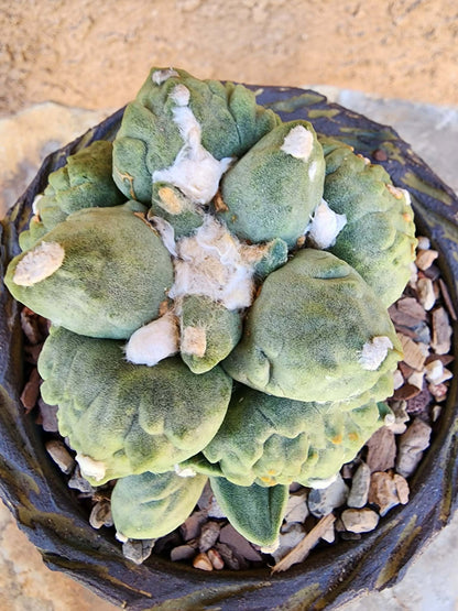 Ariocarpus retusus cv. Cauliflower