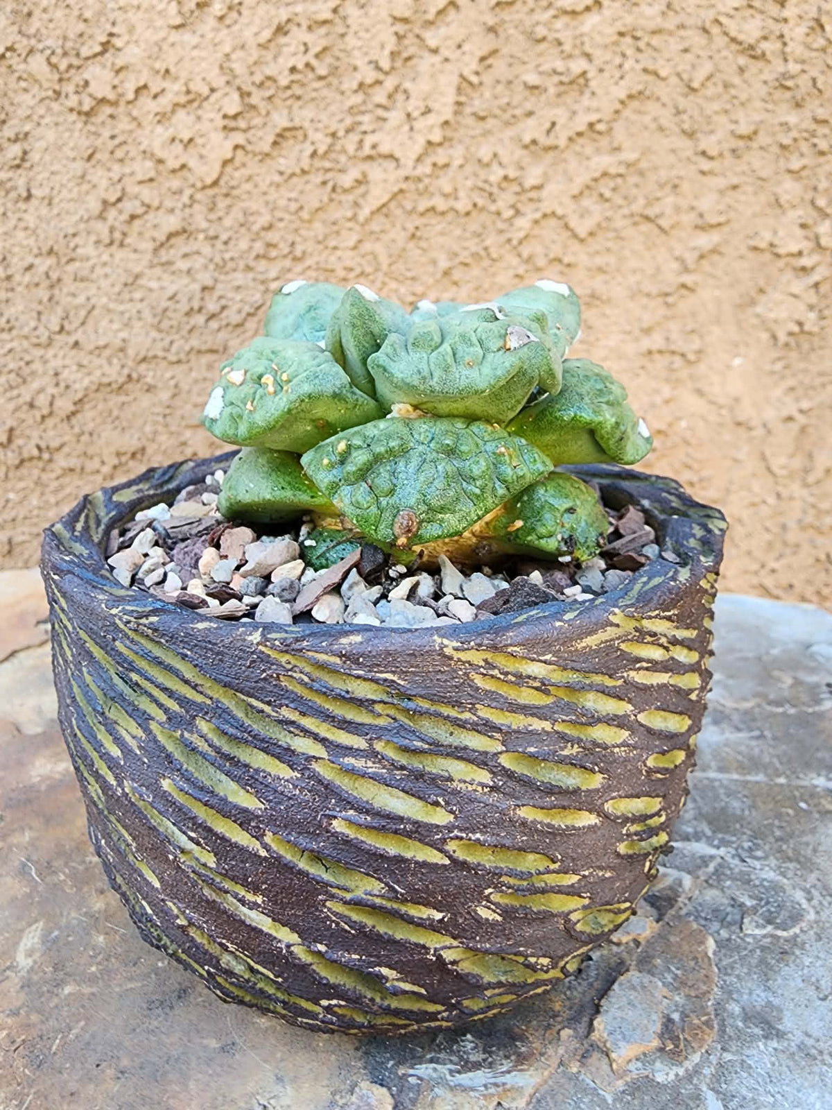 Ariocarpus retusus cv. Cauliflower