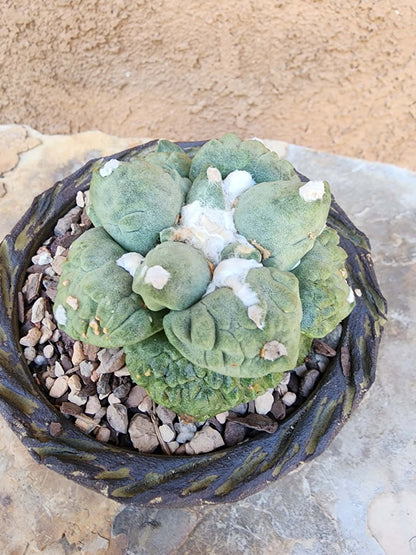 Ariocarpus retusus cv. Cauliflower