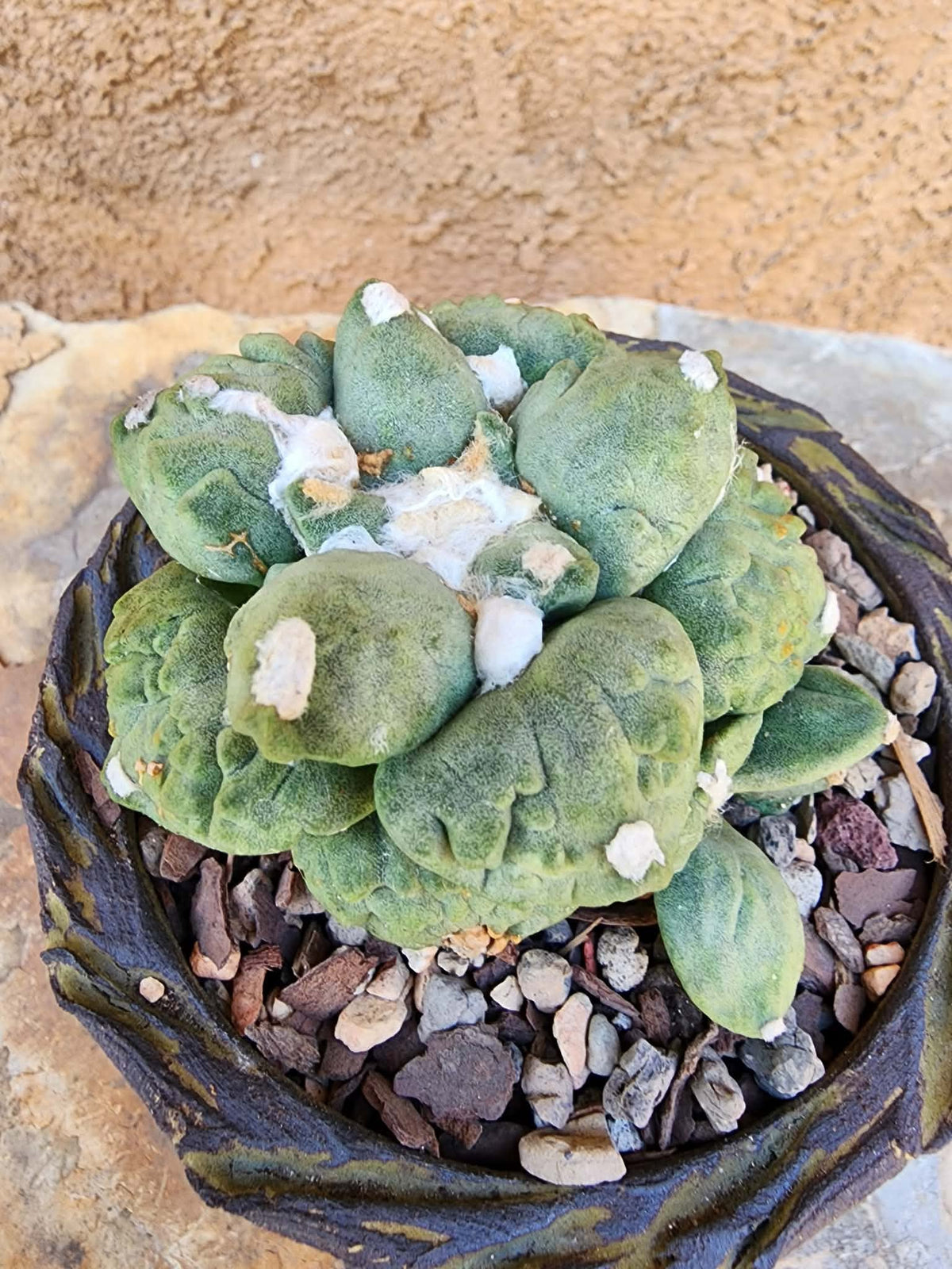 Ariocarpus retusus cv. Cauliflower