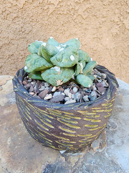 Ariocarpus retusus cv. Cauliflower