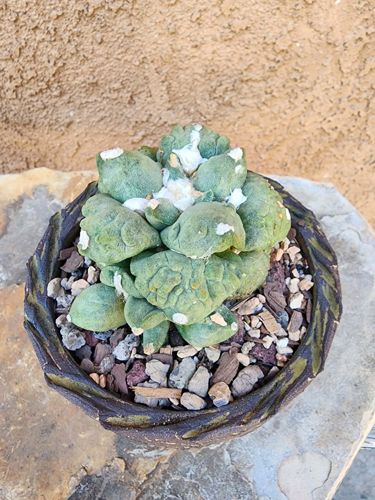 Ariocarpus retusus cv. Cauliflower