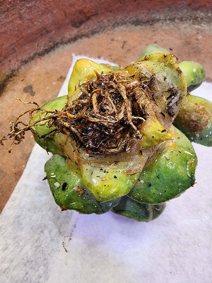 Ariocarpus retusus cv. Cauliflower