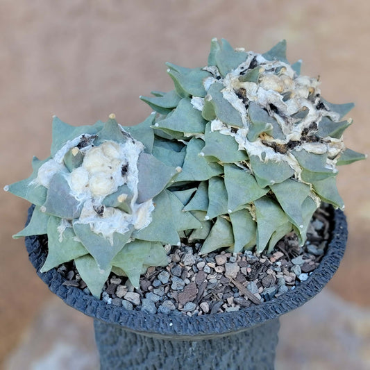 Ariocarpus retusus var. furfuraceus - Double Head