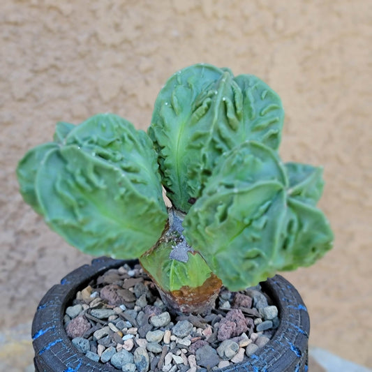 Astrophytum Myriostigma cv. Fukuryu Cluster - Seed Grown