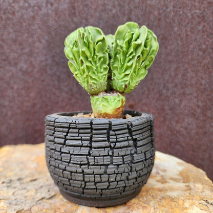 Astrophytum Myriostigma cv. Fukuryu Cluster - Seed Grown