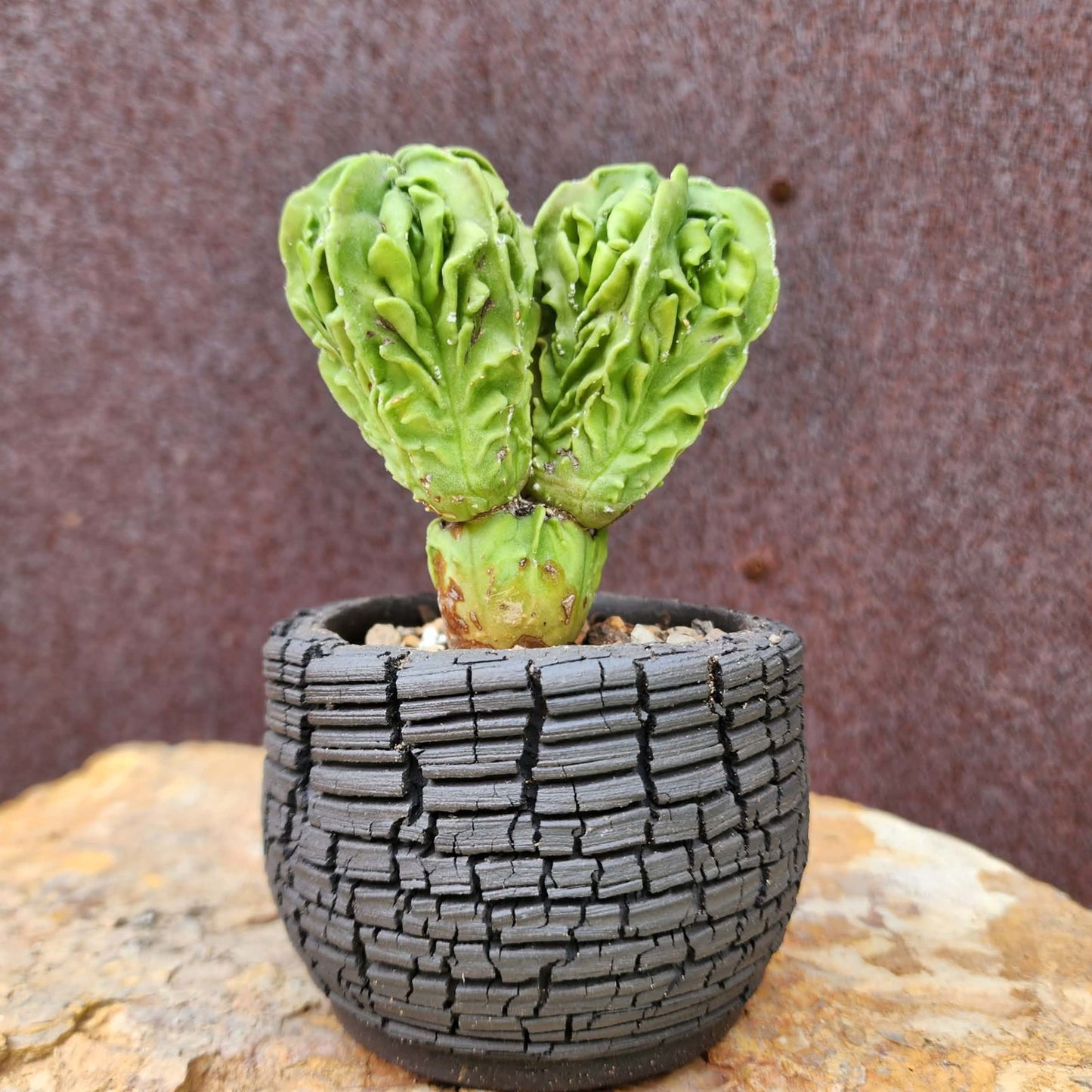 Astrophytum Myriostigma cv. Fukuryu Cluster - Seed Grown