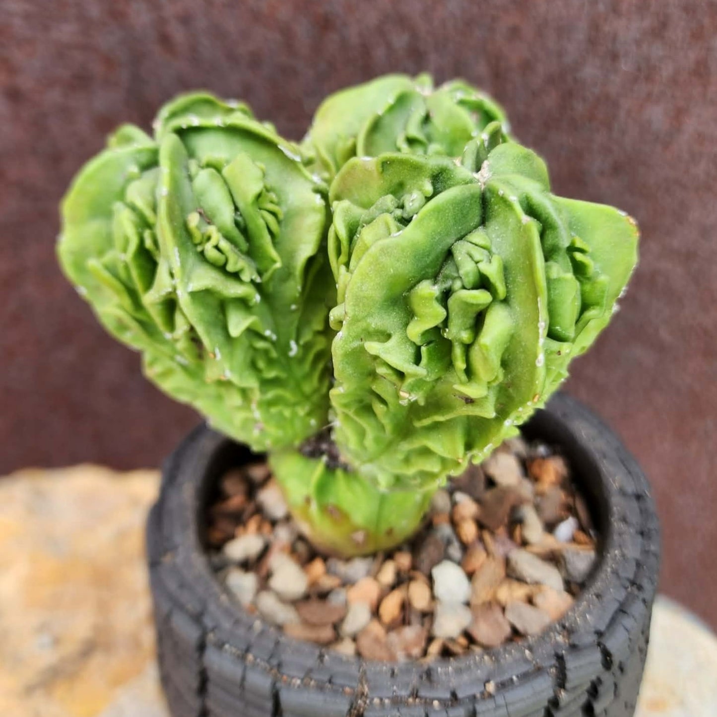 Astrophytum Myriostigma cv. Fukuryu Cluster - Seed Grown