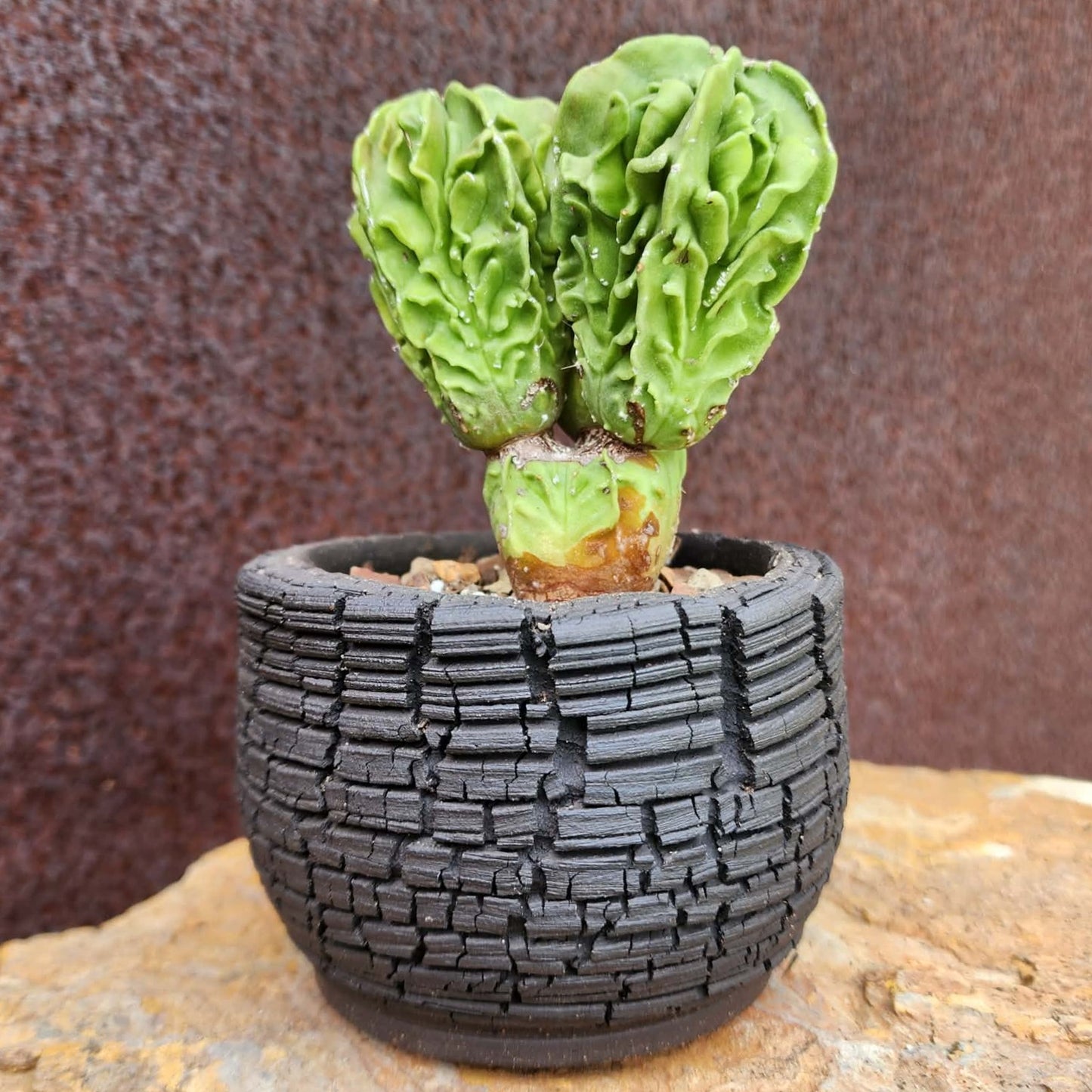 Astrophytum Myriostigma cv. Fukuryu Cluster - Seed Grown