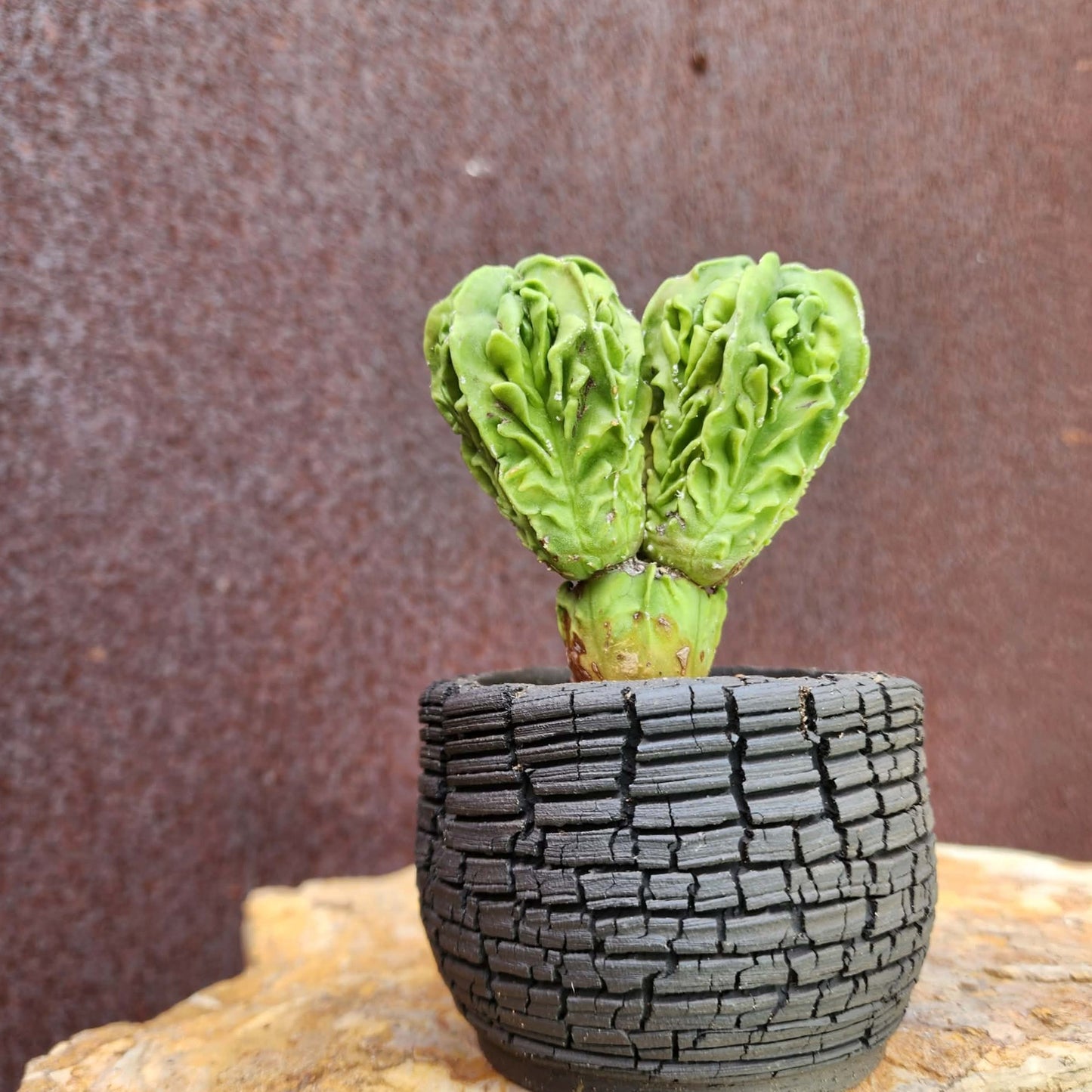 Astrophytum Myriostigma cv. Fukuryu Cluster - Seed Grown