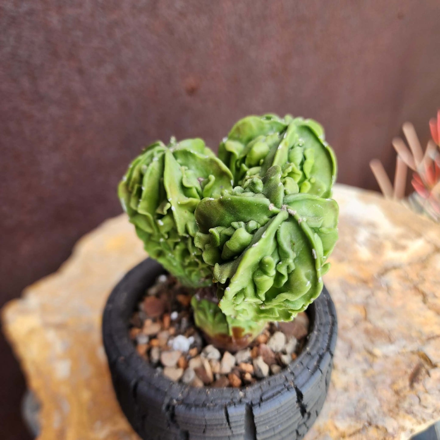 Astrophytum Myriostigma cv. Fukuryu Cluster - Seed Grown