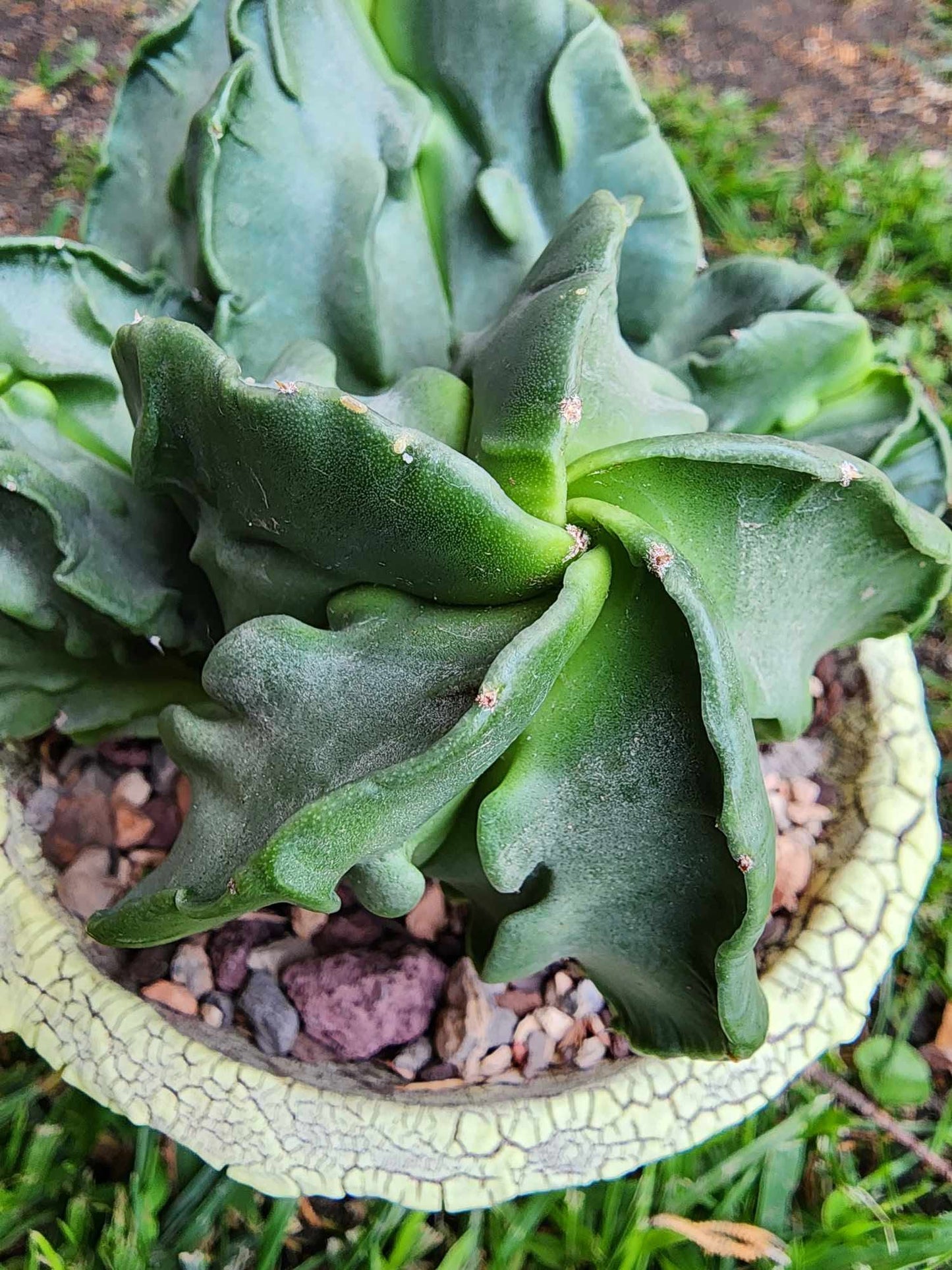 Astrophytum Myriostigma cv. Fukuryu Cluster - Seed Grown - 4 Heads