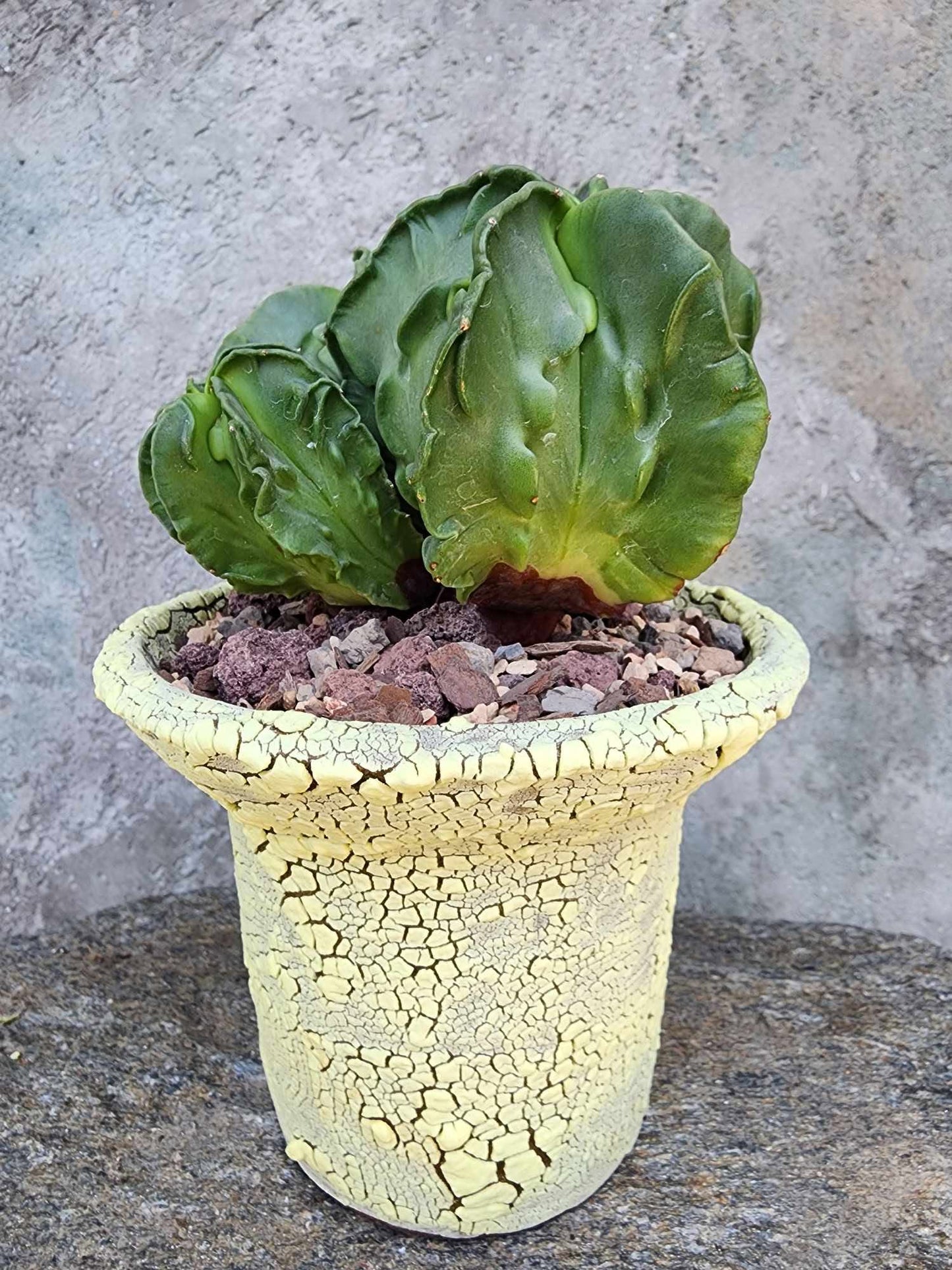Astrophytum Myriostigma cv. Fukuryu Cluster - Seed Grown - 4 Heads