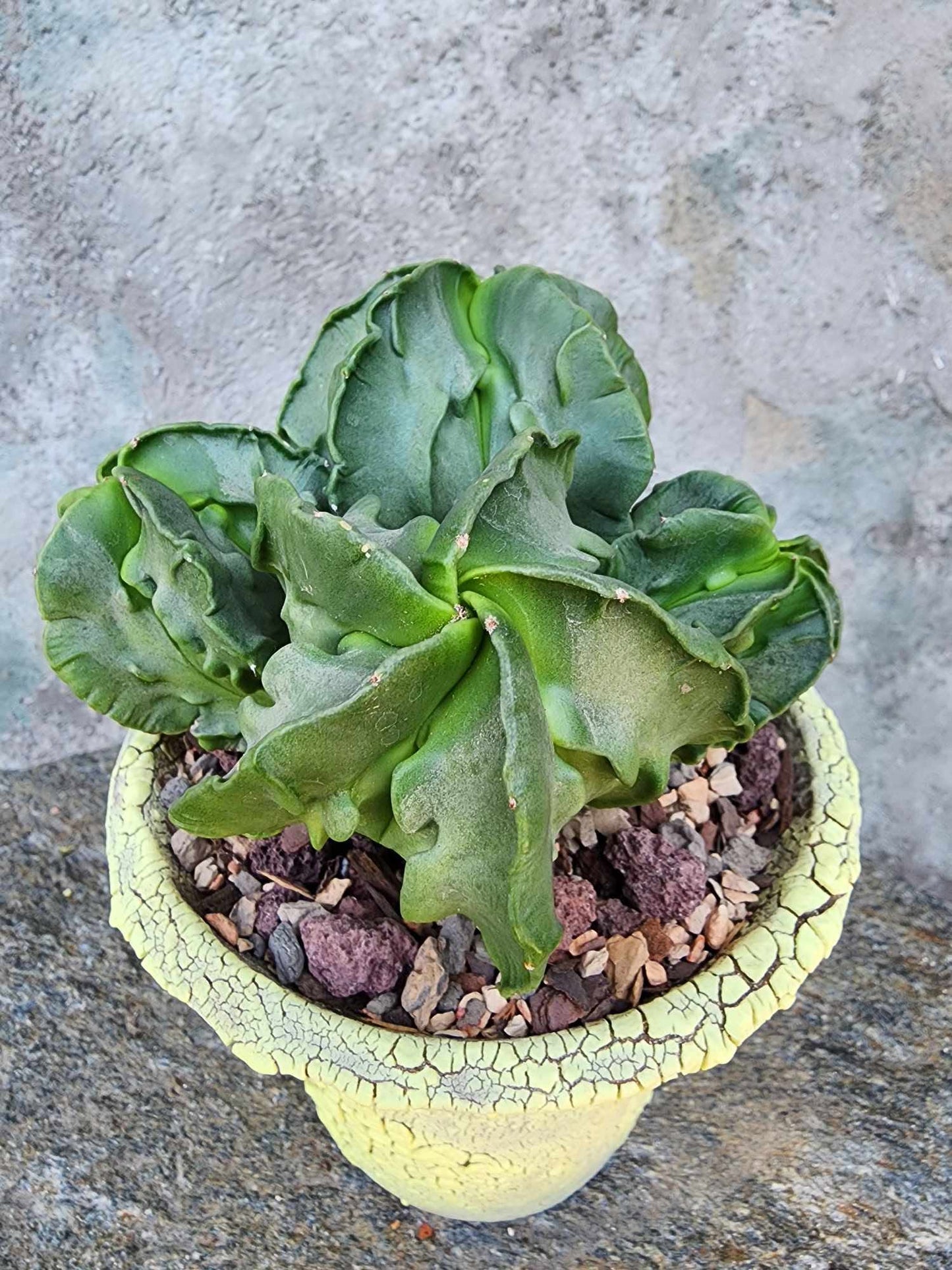 Astrophytum Myriostigma cv. Fukuryu Cluster - Seed Grown - 4 Heads