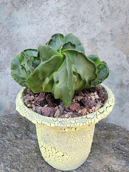 Astrophytum Myriostigma cv. Fukuryu Cluster - Seed Grown - 4 Heads