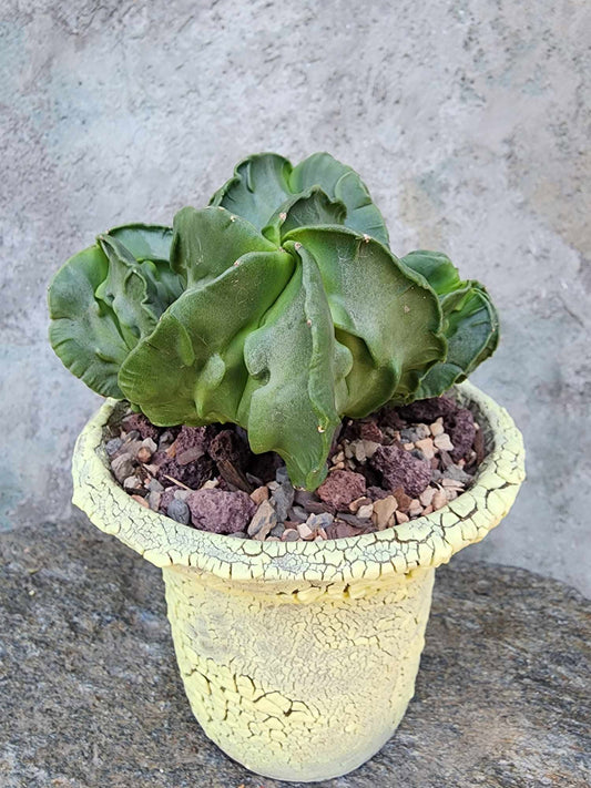 Astrophytum Myriostigma cv. Fukuryu Cluster - Seed Grown - 4 Heads