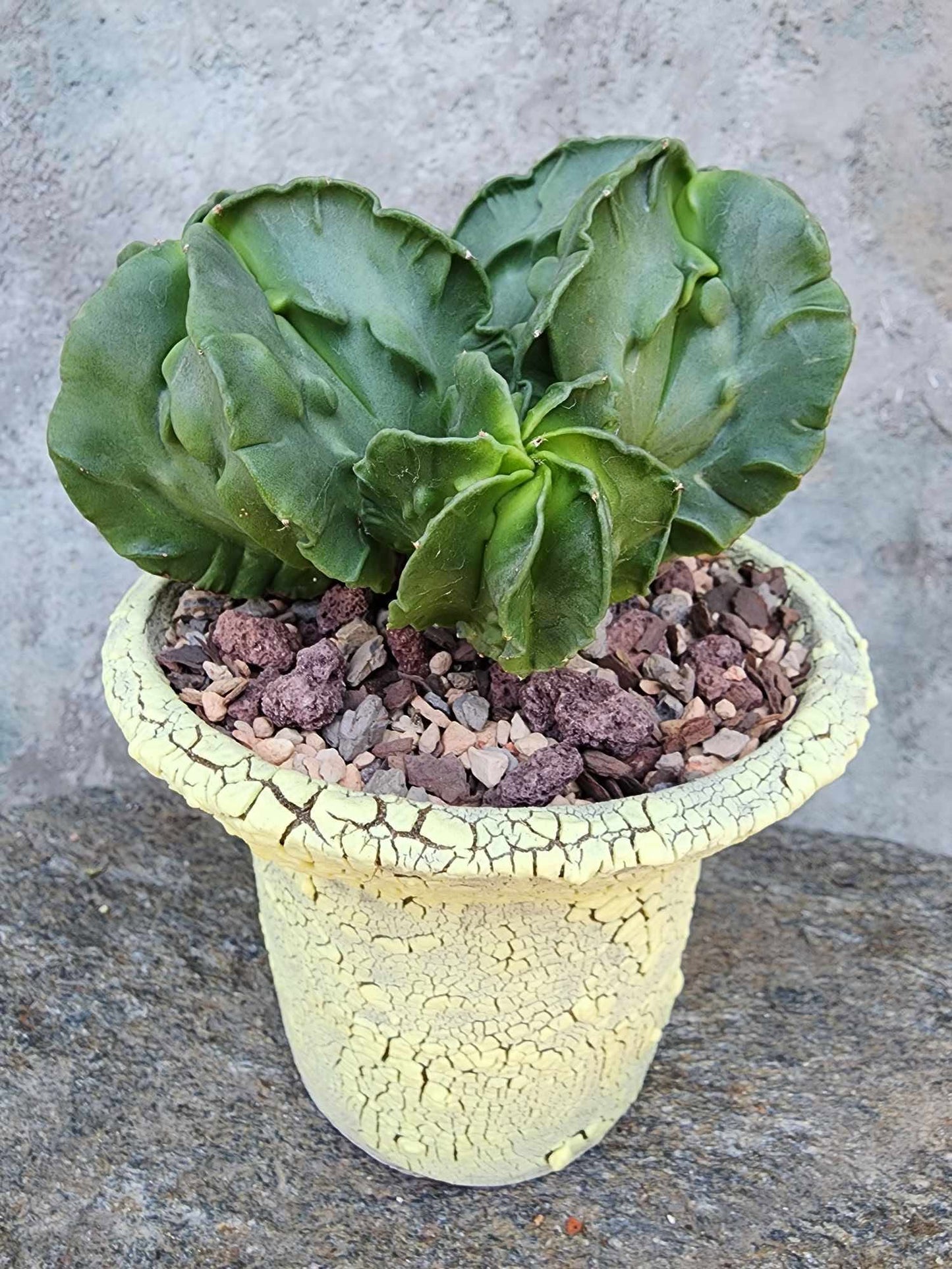 Astrophytum Myriostigma cv. Fukuryu Cluster - Seed Grown - 4 Heads