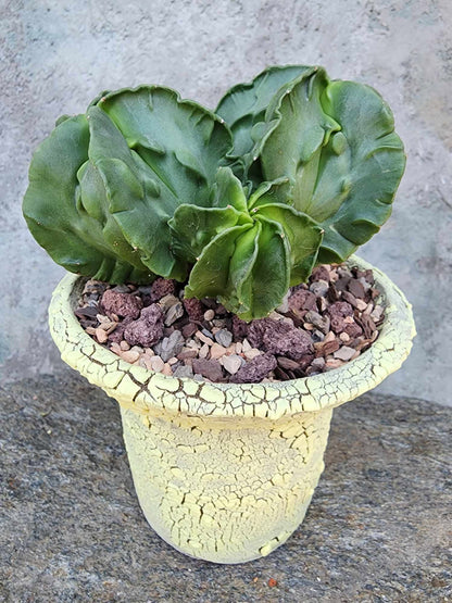 Astrophytum Myriostigma cv. Fukuryu Cluster - Seed Grown - 4 Heads
