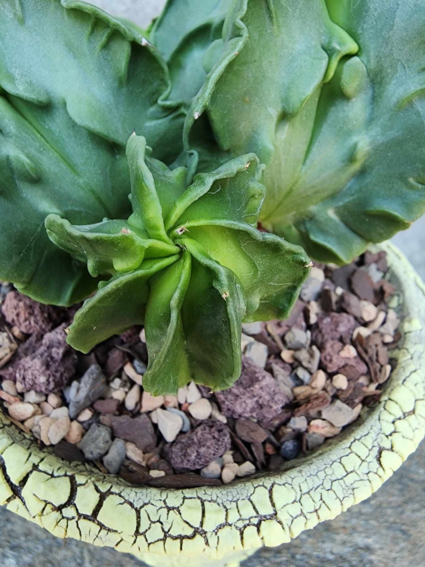 Astrophytum Myriostigma cv. Fukuryu Cluster - Seed Grown - 4 Heads