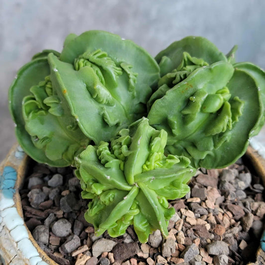 Astrophytum Myriostigma cv. Fukuryu Cluster - Seed Grown