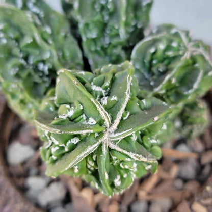 Astrophytum Myriostigma cv. Fukuryu Cluster - Seed Grown