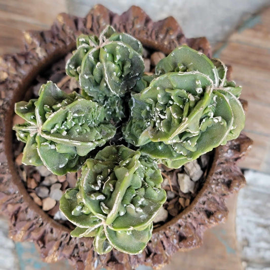 Astrophytum Myriostigma cv. Fukuryu Cluster - Seed Grown