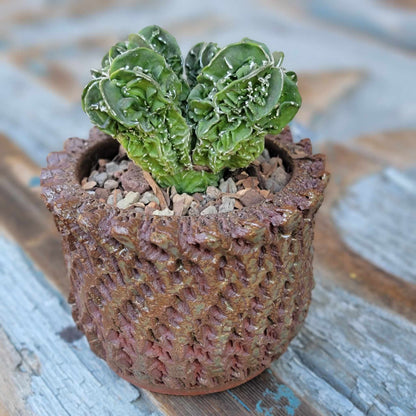 Astrophytum Myriostigma cv. Fukuryu Cluster - Seed Grown