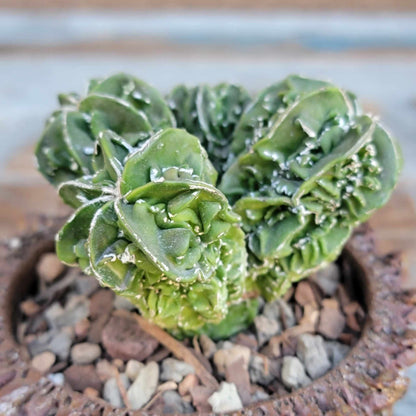 Astrophytum Myriostigma cv. Fukuryu Cluster - Seed Grown