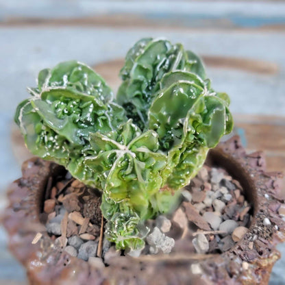 Astrophytum Myriostigma cv. Fukuryu Cluster - Seed Grown