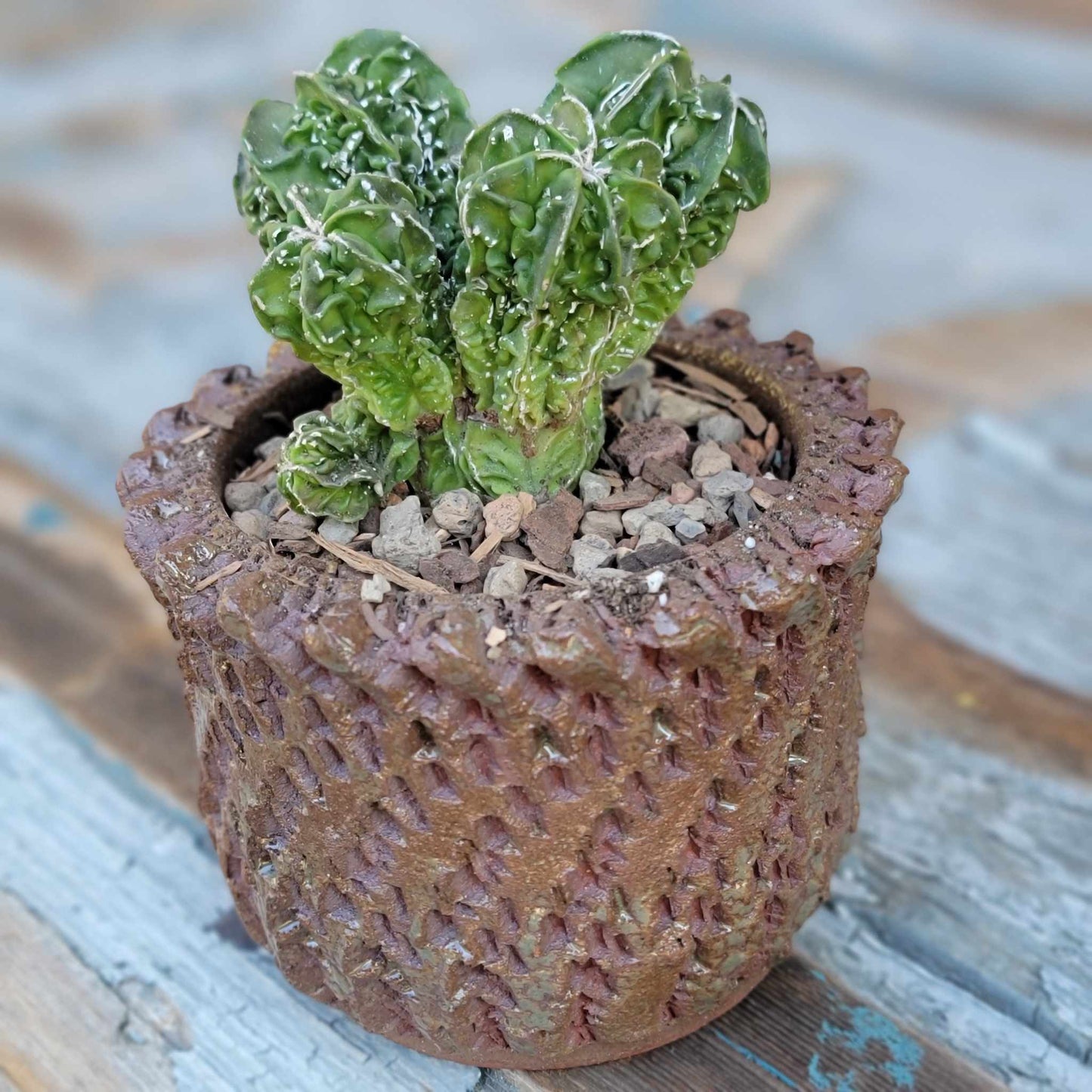 Astrophytum Myriostigma cv. Fukuryu Cluster - Seed Grown