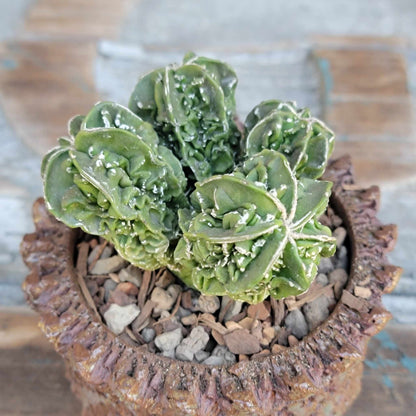 Astrophytum Myriostigma cv. Fukuryu Cluster - Seed Grown