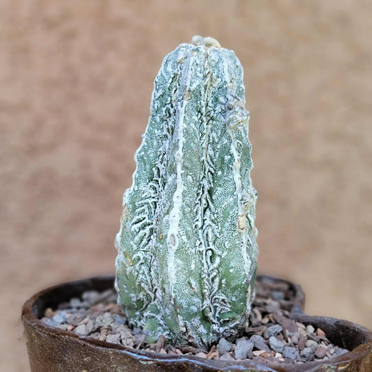 Astrophytum Myriostigma cv. Fukuryu Hakujo Hakuun