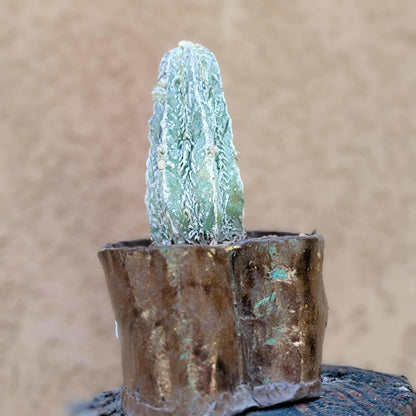 Astrophytum Myriostigma cv. Fukuryu Hakujo Hakuun
