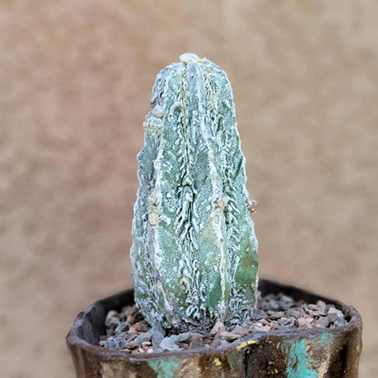 Astrophytum Myriostigma cv. Fukuryu Hakujo Hakuun