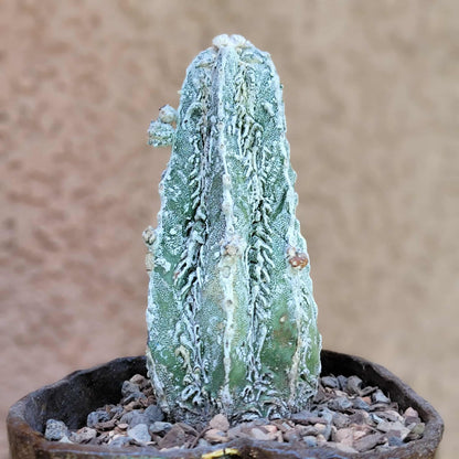 Astrophytum Myriostigma cv. Fukuryu Hakujo Hakuun