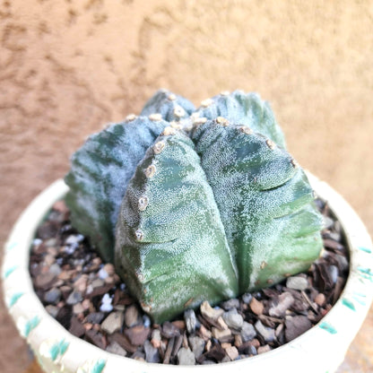 Astrophytum Myriostigma cv. Kikko nudum - 4.5 inch