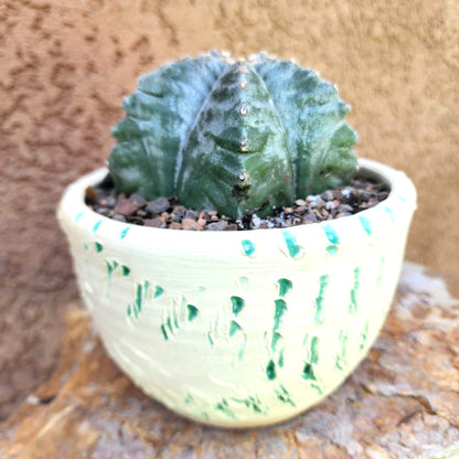 Astrophytum Myriostigma cv. Kikko nudum - 4.5 inch