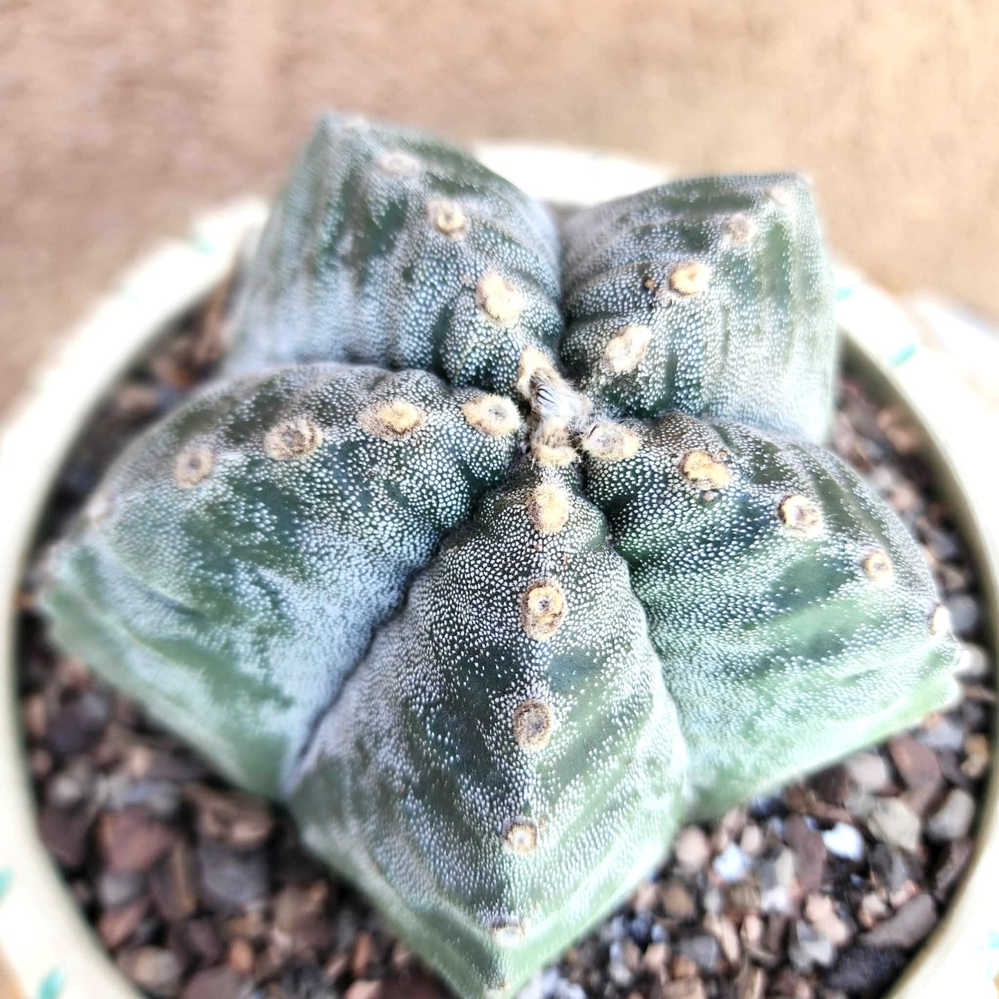 Astrophytum Myriostigma cv. Kikko nudum - 4.5 inch