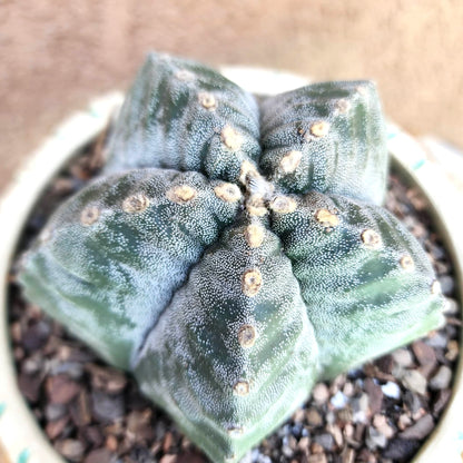 Astrophytum Myriostigma cv. Kikko nudum - 4.5 inch