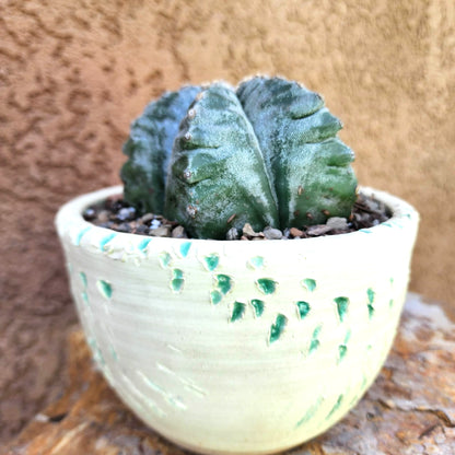 Astrophytum Myriostigma cv. Kikko nudum - 4.5 inch