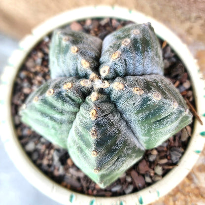 Astrophytum Myriostigma cv. Kikko nudum - 4.5 inch