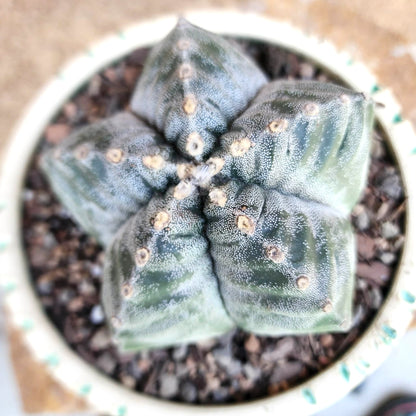 Astrophytum Myriostigma cv. Kikko nudum - 4.5 inch