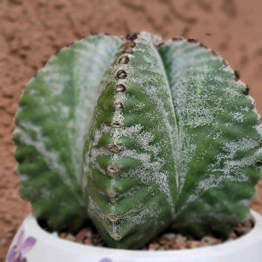Astrophytum Myriostigma cv. Kikko nudum - 5 inch
