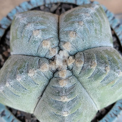 Astrophytum Myriostigma cv. Kikko nudum - 4.75 inch