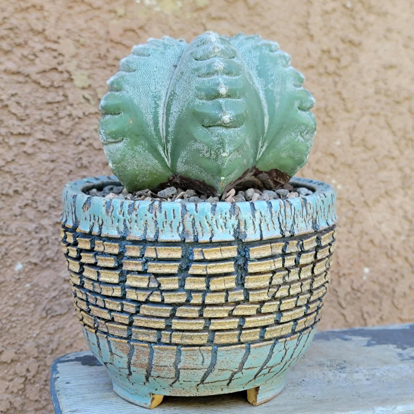 Astrophytum Myriostigma cv. Kikko nudum - 4.75 inch