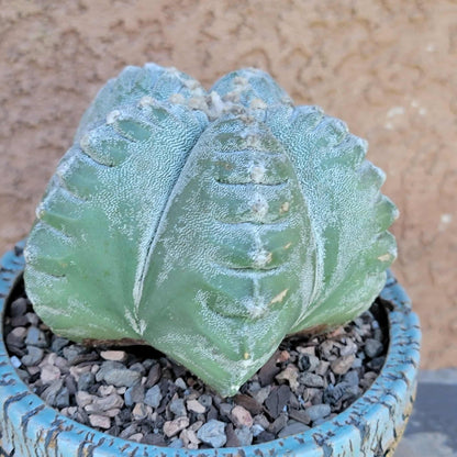 Astrophytum Myriostigma cv. Kikko nudum - 4.75 inch
