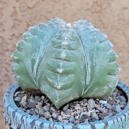 Astrophytum Myriostigma cv. Kikko nudum - 4.75 inch